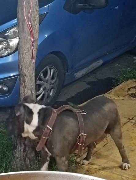 Foto del avistamiento de perro