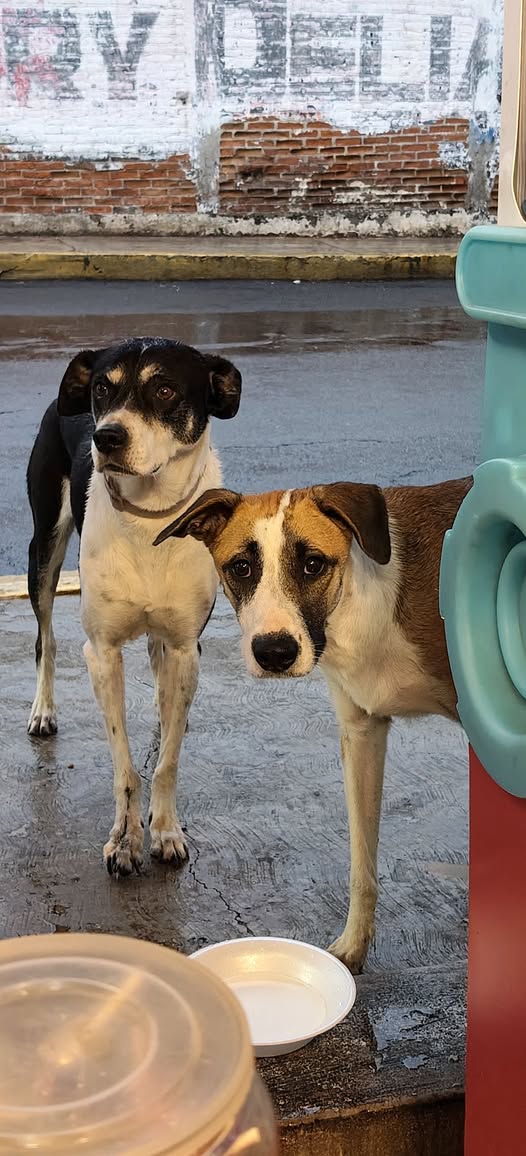 Foto del avistamiento de perro