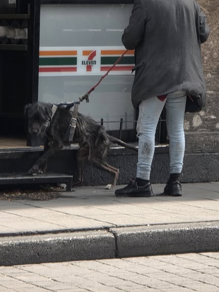 Foto del avistamiento de perro