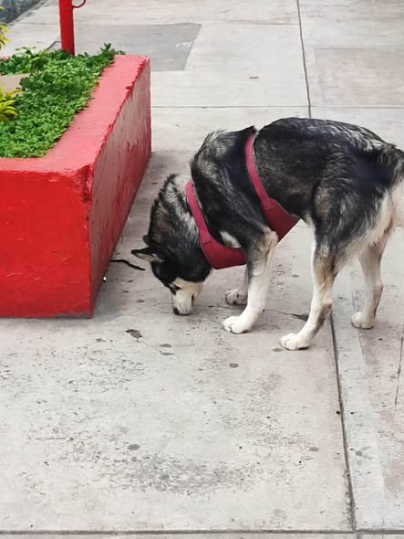 Dog sighting photo