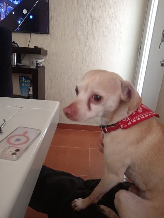 Foto del avistamiento de perro