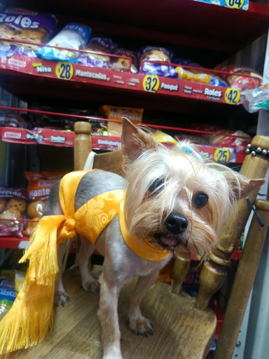 Foto del avistamiento de perro