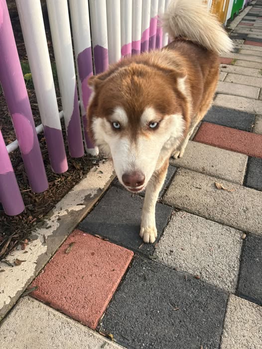 Foto del avistamiento de perro