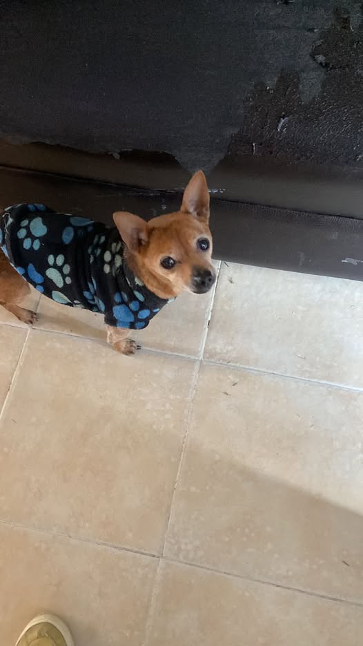 Foto del avistamiento de perro