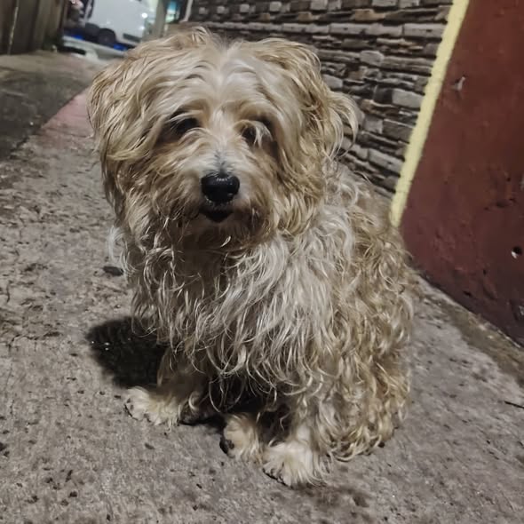 Foto del avistamiento de perro