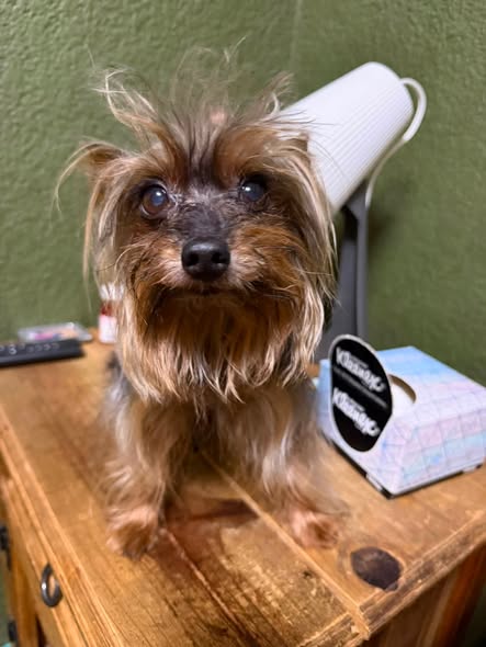 Foto del avistamiento de perro
