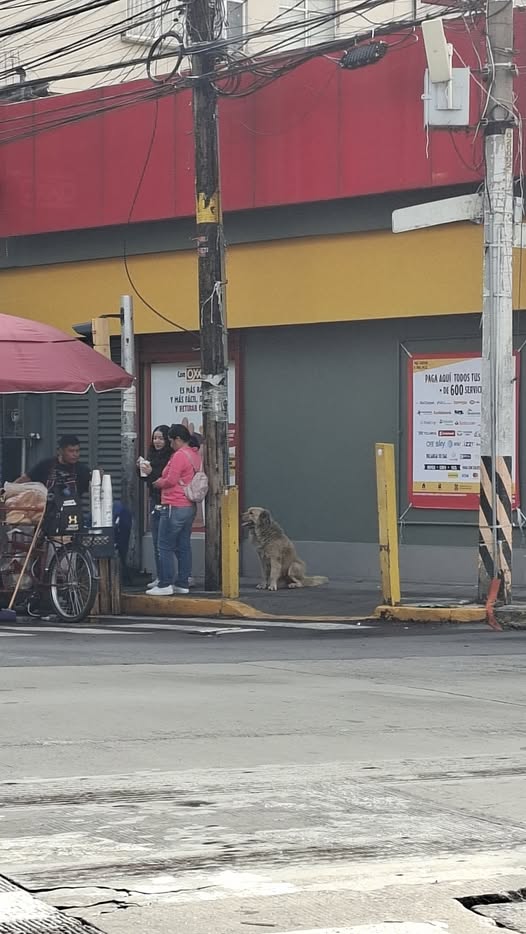 Dog sighting photo
