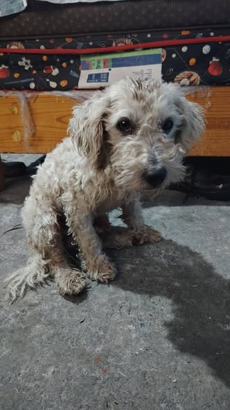 Foto del avistamiento de perro