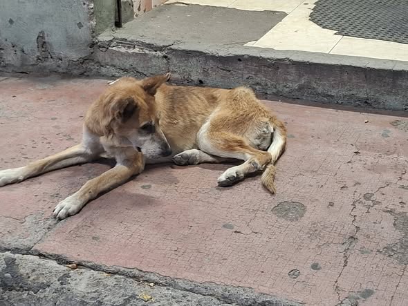 Foto del avistamiento de perro
