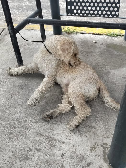 Foto del avistamiento de perro