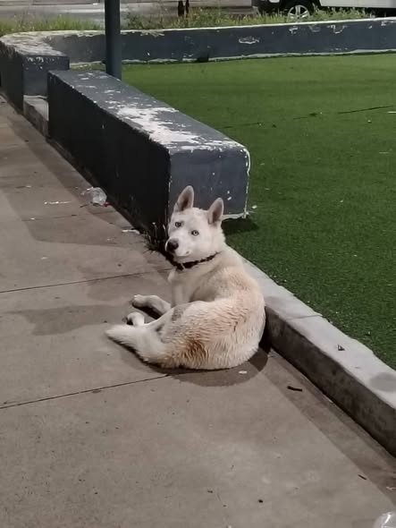 Foto del avistamiento de perro