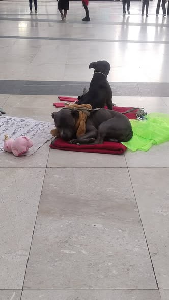 Foto del avistamiento de perro
