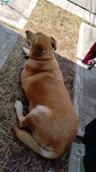 Dog sighting photo