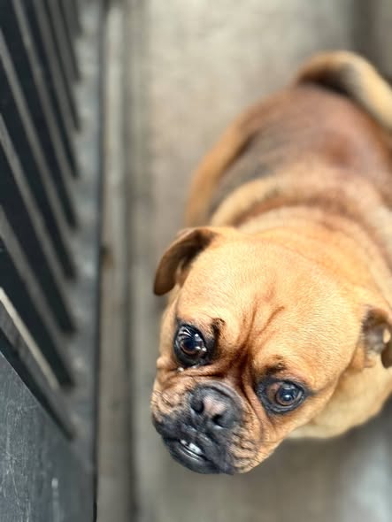 Foto del avistamiento de perro