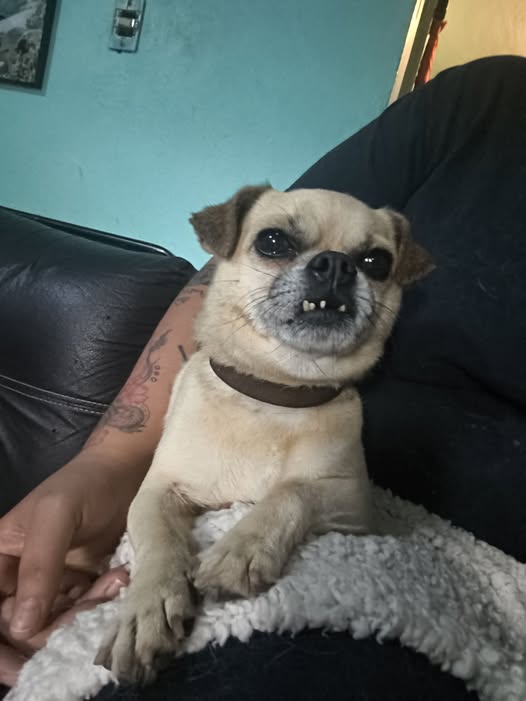 Dog sighting photo