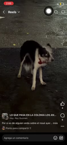 Dog sighting photo