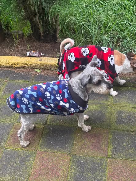 Foto del avistamiento de perro