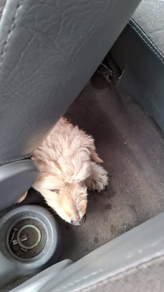 Dog sighting photo