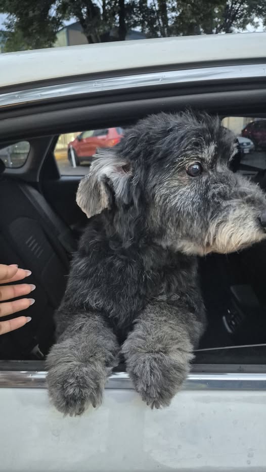 Foto del avistamiento de perro