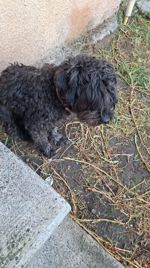 Dog sighting photo