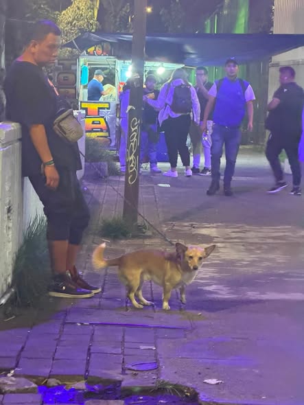 Foto del avistamiento de perro