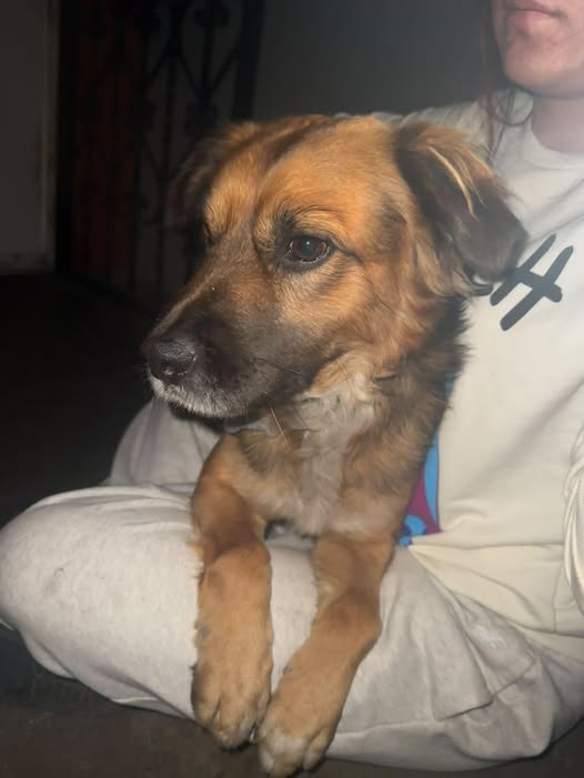 Foto del avistamiento de perro
