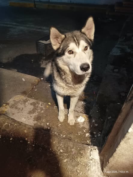 Foto del avistamiento de perro