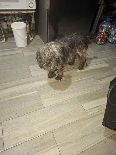 Foto del avistamiento de perro