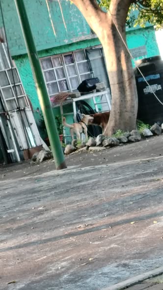 Dog sighting photo