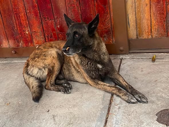Foto del avistamiento de perro