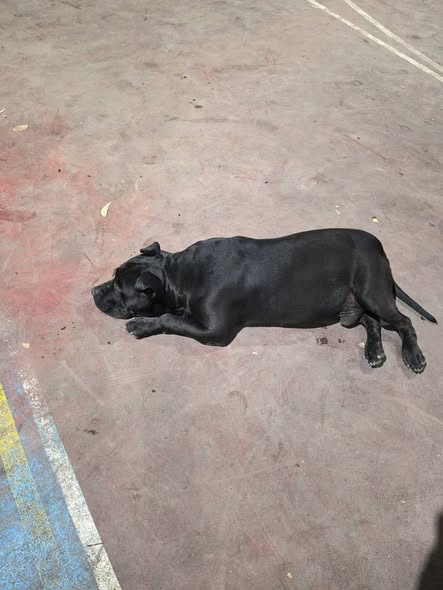 Foto del avistamiento de perro