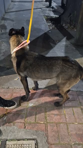 Foto del avistamiento de perro