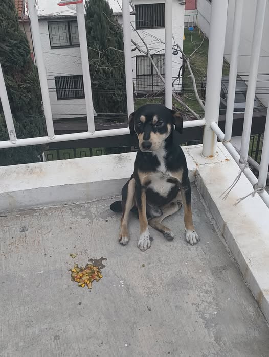 Dog sighting photo