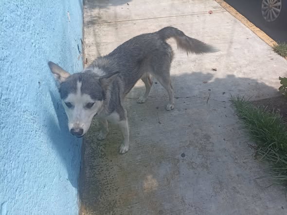 Foto del avistamiento de perro