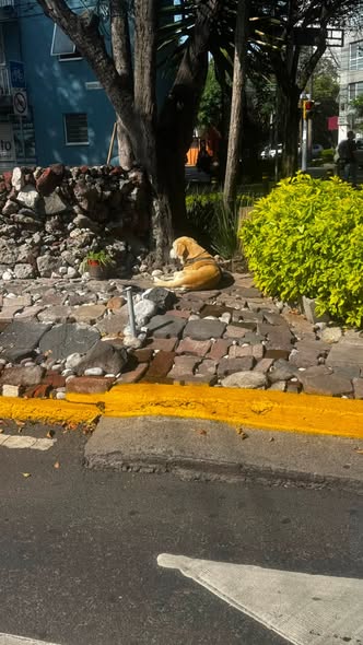 Foto del avistamiento de perro