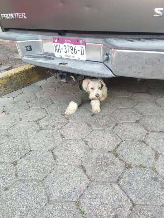 Dog sighting photo