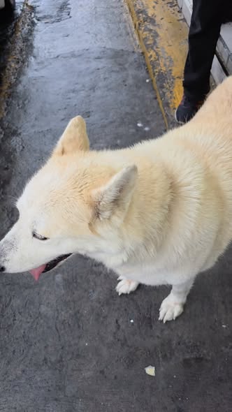 Foto del avistamiento de perro