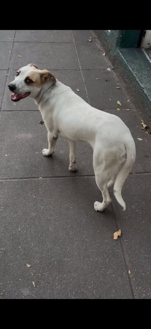 Foto del avistamiento de perro