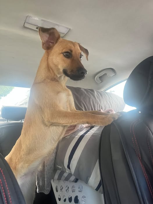 Dog sighting photo