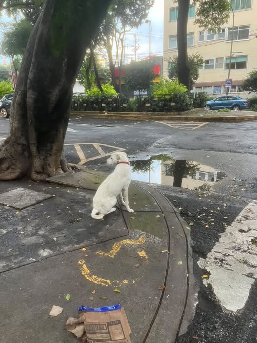 Foto del avistamiento de perro