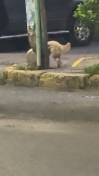 Foto del avistamiento de perro