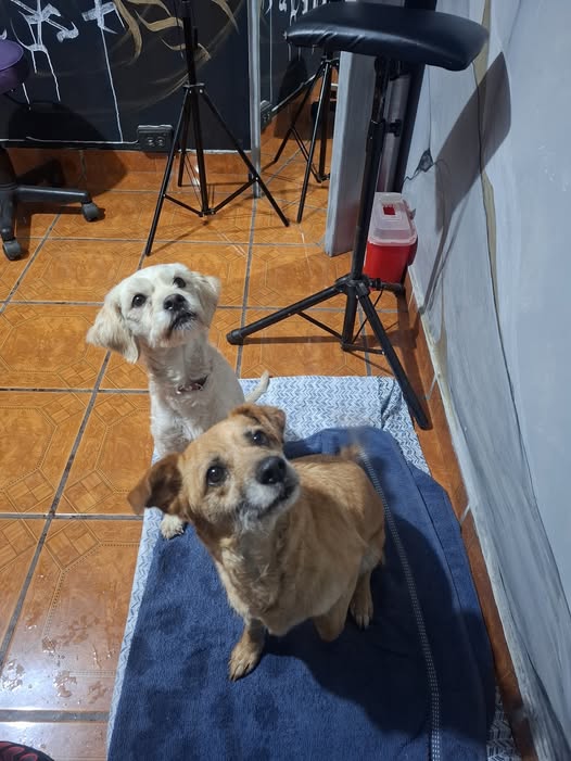 Dog sighting photo