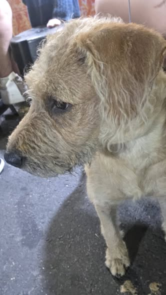 Foto del avistamiento de perro