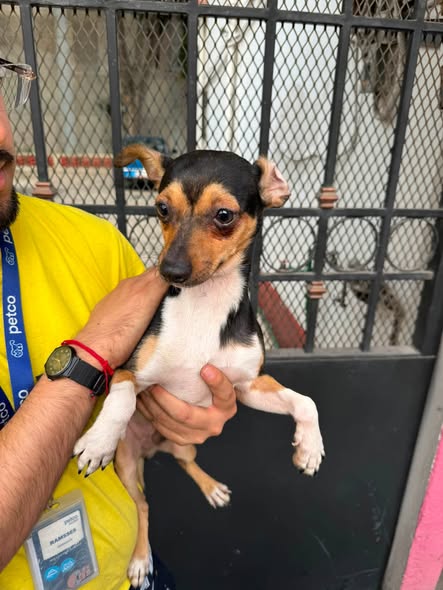 Foto del avistamiento de perro