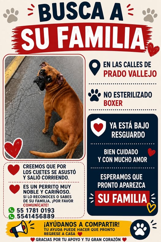 Foto del avistamiento de perro
