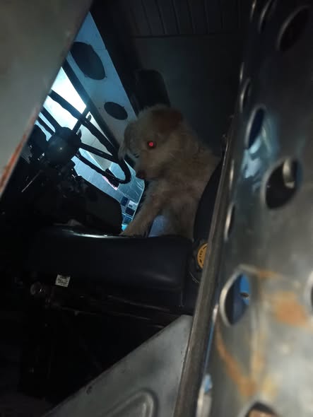 Foto del avistamiento de perro