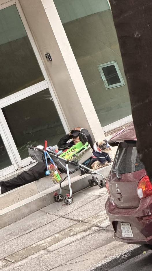 Foto del avistamiento de perro