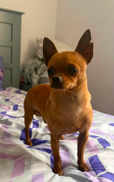 Foto del avistamiento de perro