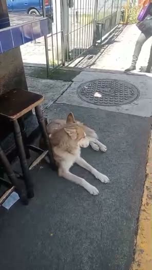 Foto del avistamiento de perro