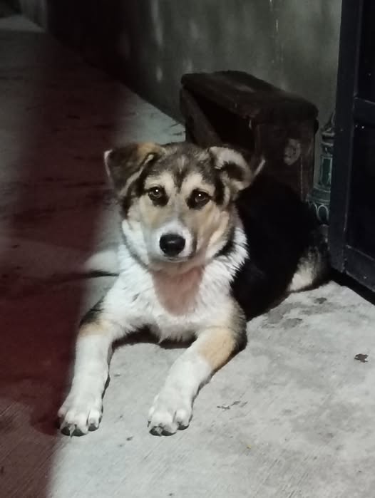 Foto del avistamiento de perro